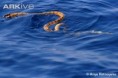 Vodnář stočený (Hydrophis spiralis)